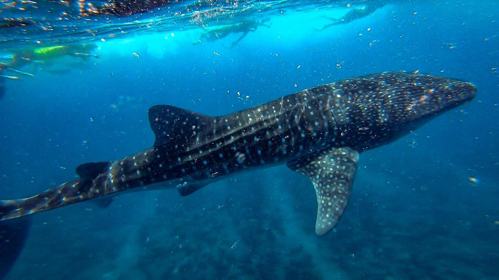 ホテル Hudhuvelimaldives Omadhoo エクステリア 写真