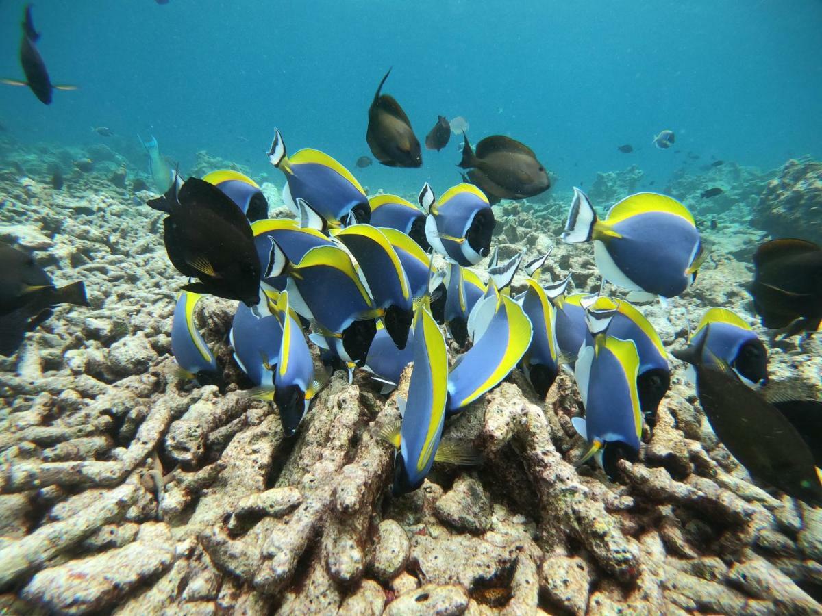 ホテル Hudhuvelimaldives Omadhoo エクステリア 写真